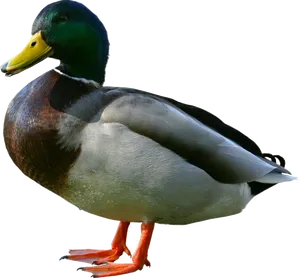 Mallard Duck Isolatedon Black