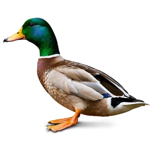 Mallard Duck Landing Png 06262024 PNG image