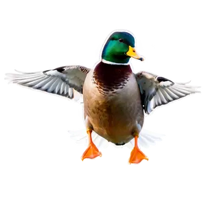 Mallard Duck Landing Png 36 PNG image