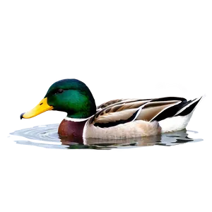 Mallard Duck Pair PNG 37 PNG