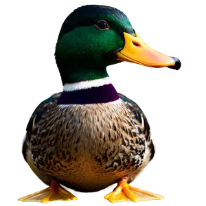 Mallard Duck Pair PNG Ksw