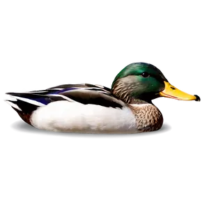 Mallard Duck PNG 05032024