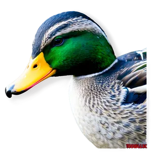 Mallard Duck PNG 20