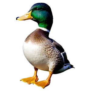 Mallard Duck PNG 31