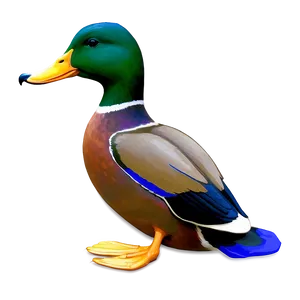 Mallard Duck PNG 63