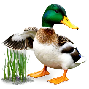 Mallard Duck PNG Ffx
