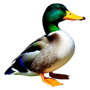 Mallard Duck PNG Jmh13 PNG