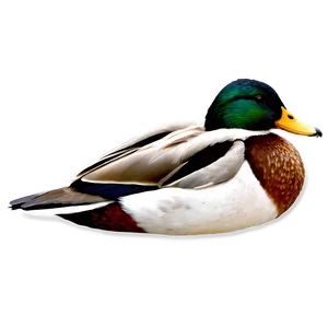 Mallard Duck Profile PNG Fuk77 PNG