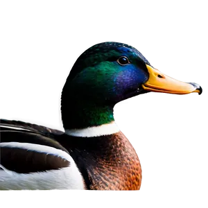 Mallard Duck Profile PNG Ivi