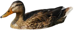 Mallard Duck Profileon Black Background