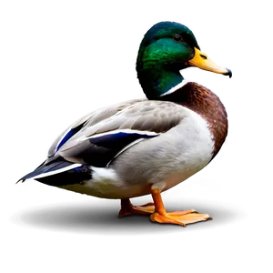 Mallard Duck Resting PNG 2