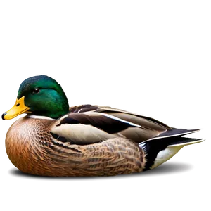 Mallard Duck Resting PNG Hnb62 PNG