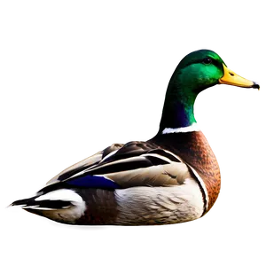 Mallard Duck Scene PNG Tnl