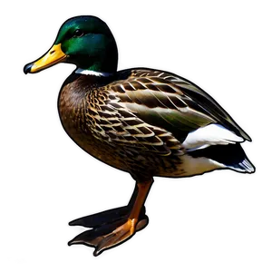 Mallard Duck Silhouette PNG Kmd