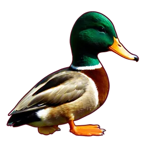 Mallard Duck Standing Png 06262024 PNG image