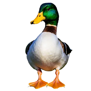 Mallard Duck Standing PNG 06262024