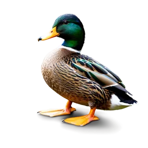 Mallard Duck Standing PNG 06262024