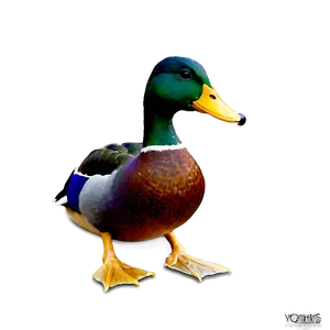 Mallard Duck Standing Png Ohs PNG image