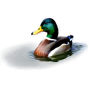 Mallard Duck Swimming Png 06262024 PNG image