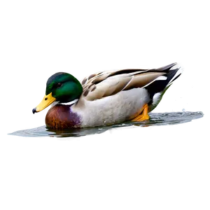 Mallard Duck Swimming PNG 06262024