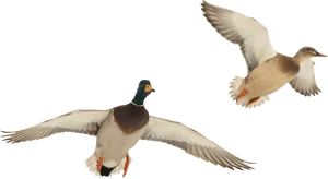 Mallard_ Ducks_ In_ Flight.png PNG image