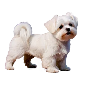 Maltese C PNG image