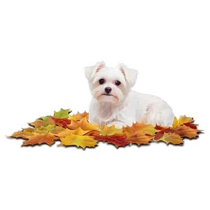 Maltese In Autumn Leaves PNG 2