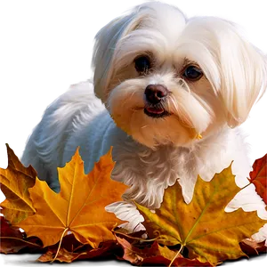 Maltese In Autumn Leaves PNG 7