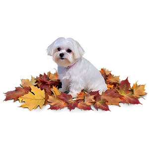 Maltese In Autumn Leaves PNG Cgc