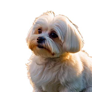 Maltese In Evening Light PNG Lsv