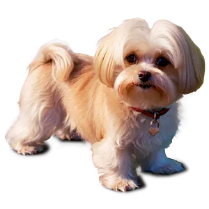 Maltese In Evening Light PNG Msh