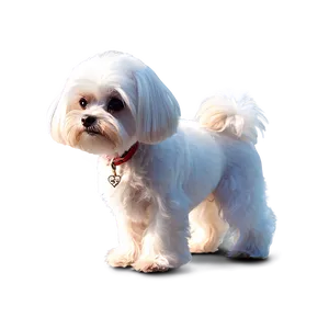 Maltese In Evening Light PNG Oan