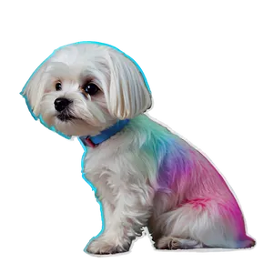 Maltese With Colorful Background PNG 06282024