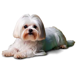 Maltese With Colorful Background PNG 3 PNG