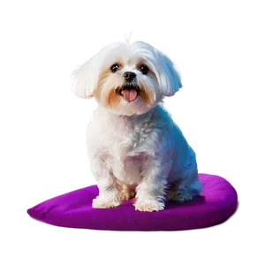 Maltese With Colorful Background PNG 41