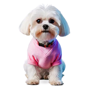 Maltese With Colorful Background PNG Yql28 PNG
