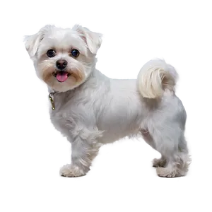 Maltese With Cute Expression PNG Hbg82 PNG