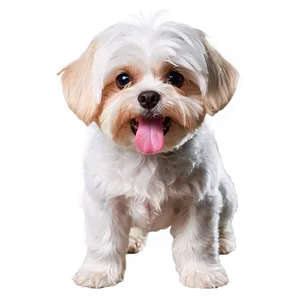 Maltese With Cute Expression PNG Mbs32 PNG