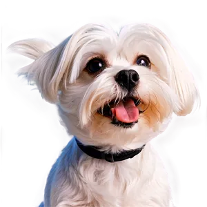 Maltese With Cute Expression PNG Mwx97 PNG