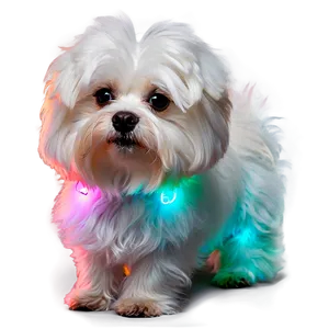 Maltese With Glowing Fur PNG 06282024 PNG