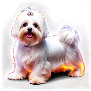 Maltese With Glowing Fur PNG Usn75 PNG