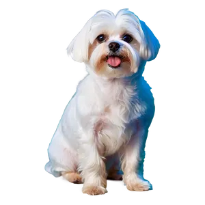 Maltese With Shiny Coat PNG Auf PNG