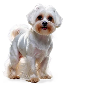 Maltese With Shiny Coat PNG Iio95 PNG