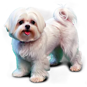 Maltese With Shiny Coat PNG Yvc76 PNG