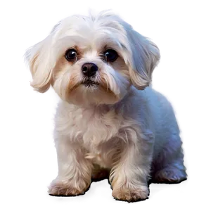 Maltese With Sparkling Eyes PNG 16