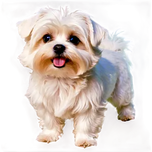 Maltese With Sparkling Eyes PNG Shj30 PNG