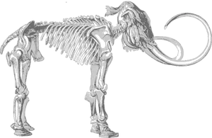 Mammoth Skeleton Illustration PNG image