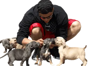 Man With Puppies Interaction