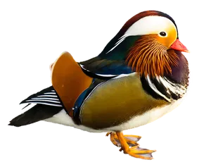 Mandarin Duck Portrait