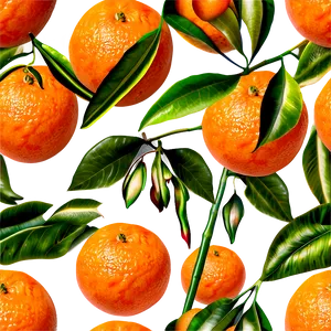 Mandarin Orange PNG 05032024